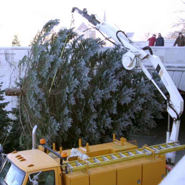 First, the tree is tied to a boom crane that lifts it up the north steps.