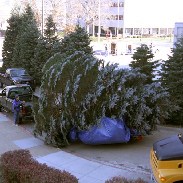 Getting the tree into the building is a two-hour feat that requires about 30 Capitol Commission staff members.