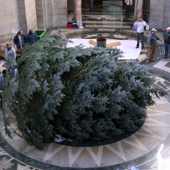 The tree is pulled down the Great Hall to the Rotunda, where it is prepped for its mounting.