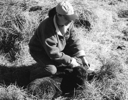 Sen. Fischer tags a calf's ear on her ranch outside Valentine.
